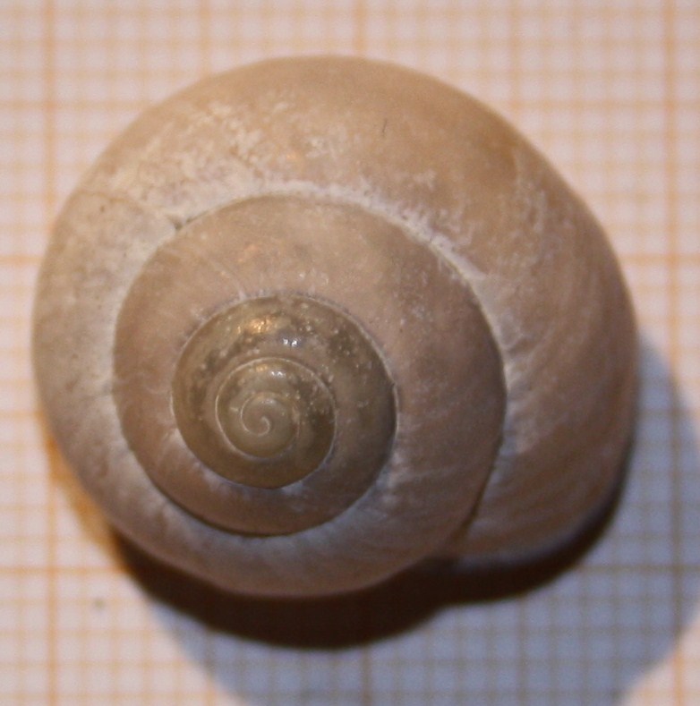 Cepaea nemoralis?